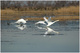 Envol... de cygnes