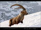 Bouquetin - Capra ibex