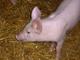petit cochon
