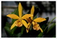 Orchide jaune