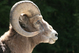 Mouflon en reflexion