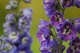 Duo de Delphinium