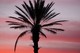 palmier du soir