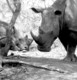 Wide rhino Meru  1975