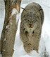 Un Lynx du Canada