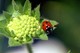 Coccinelle et scabieuse