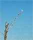 D�crocher la lune.......