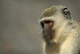L'oeil du singe          (libre en milieu naturel)