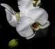 dlicate orchide