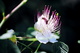 Fleur de caprier