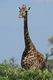 girafe du Kenya