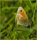 papillon Le Cphale