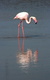 Flamant rose