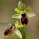 Ophrys araigne