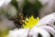 Mouche � la marguerite