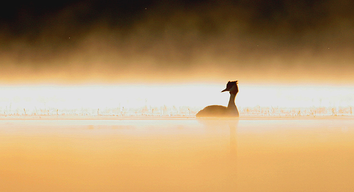 Gr�be hupp� � l'aube