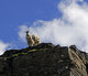 Mountain goat