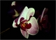 phalaenopsis2