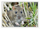 Petit rat des bords de Loire