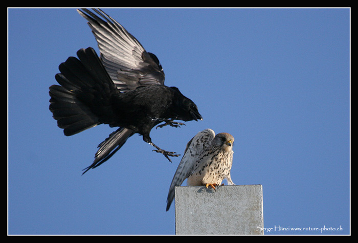 L'attaque de la Corneille