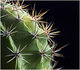Planète cactus