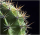 Plan�te cactus