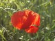 Coquelicot... ce matin.