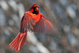 Cardinal en vol