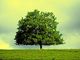 Arbre