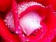 Belle rose mouille