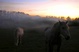 Chevaux dans la brume...
