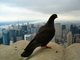 Pigeon new-yorkais