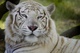 tigre blanc