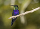 colibri