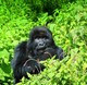 Hommage  D. Fossey