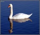 Cygne