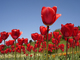 Tulip Land