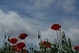 Coquelicots
