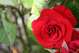 rose de d�butant