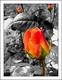 Roses orange en noir et blanc