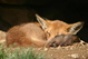 la sieste du renard