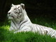 Tigre blanc