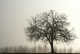 Un arbre dans la brume hivernale
