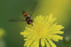 Du nectare pour un Syrphe