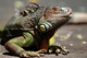 Iguane ou Lezard