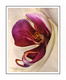 Coeur d orchid�e