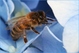 abeille sur hortensia