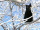 Chat noir