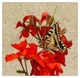 le papillon dans les geraniums