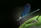 Demoiselle (Macro au t�l�)